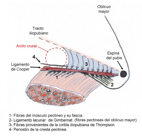 ligamento de gimbernat
